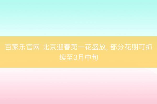 百家乐官网 北京迎春第一花盛放, 部分花期可抓续至3月中旬